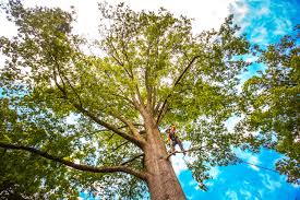 Best Tree Maintenance Programs  in Stroud, OK