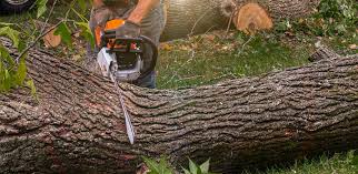 Best Tree Removal Service  in Stroud, OK