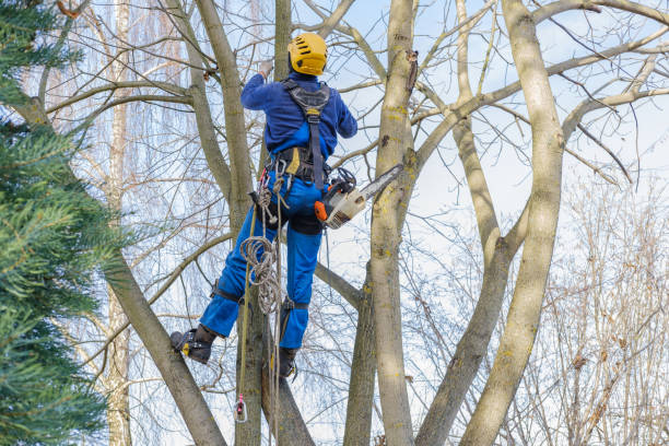 Best Tree and Shrub Care  in Stroud, OK