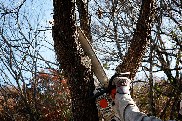 Best Seasonal Cleanup  in Stroud, OK