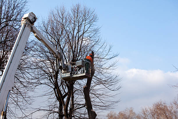 Best Tree Disease Treatment  in Stroud, OK