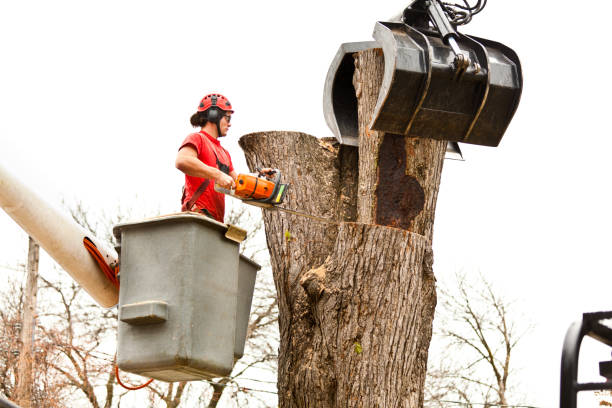 Professional Tree Services in Stroud, OK