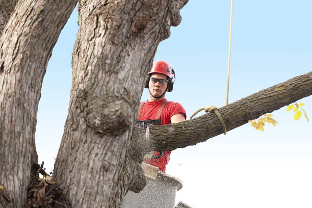 How Our Tree Care Process Works  in  Stroud, OK